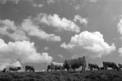 Auvergne-1998_03.jpg