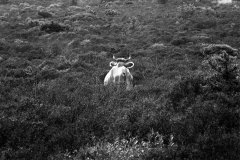 Korsika-1991_02.jpg